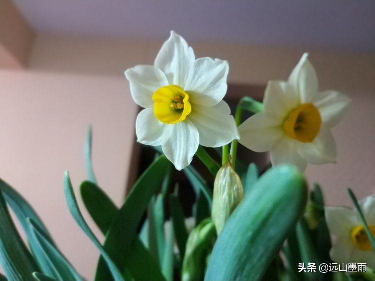 2020新年到、昆明暖冬迎春来,又是一年水仙花开、淡香飘逸的季节