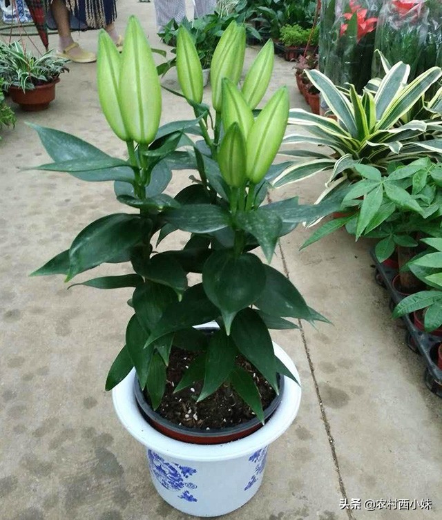 香水百合怎么养才会花开不断,如何养香水百合才可以养好呢