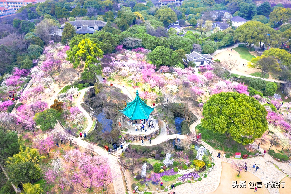 无锡梅园万紫千红约你来，三月梅花盛开，读懂坚韧不拔品质值千金