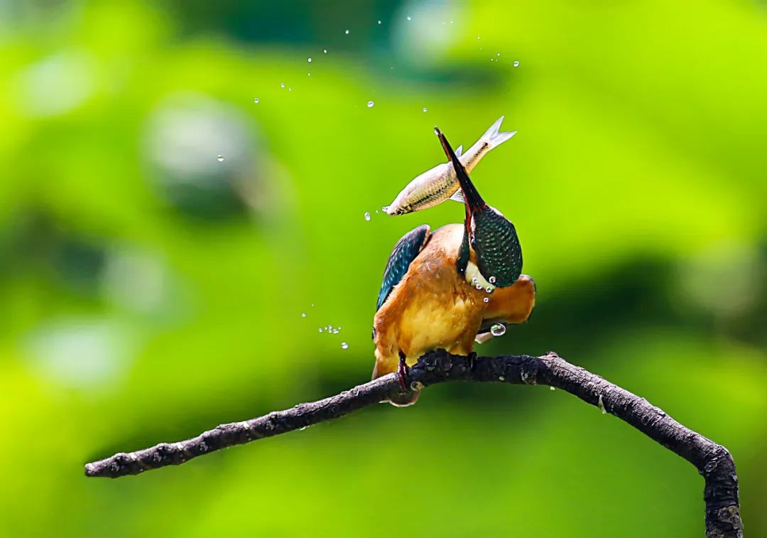 香港第14届全国摄影艺术展,第29届全国摄影艺术展览获奖名单