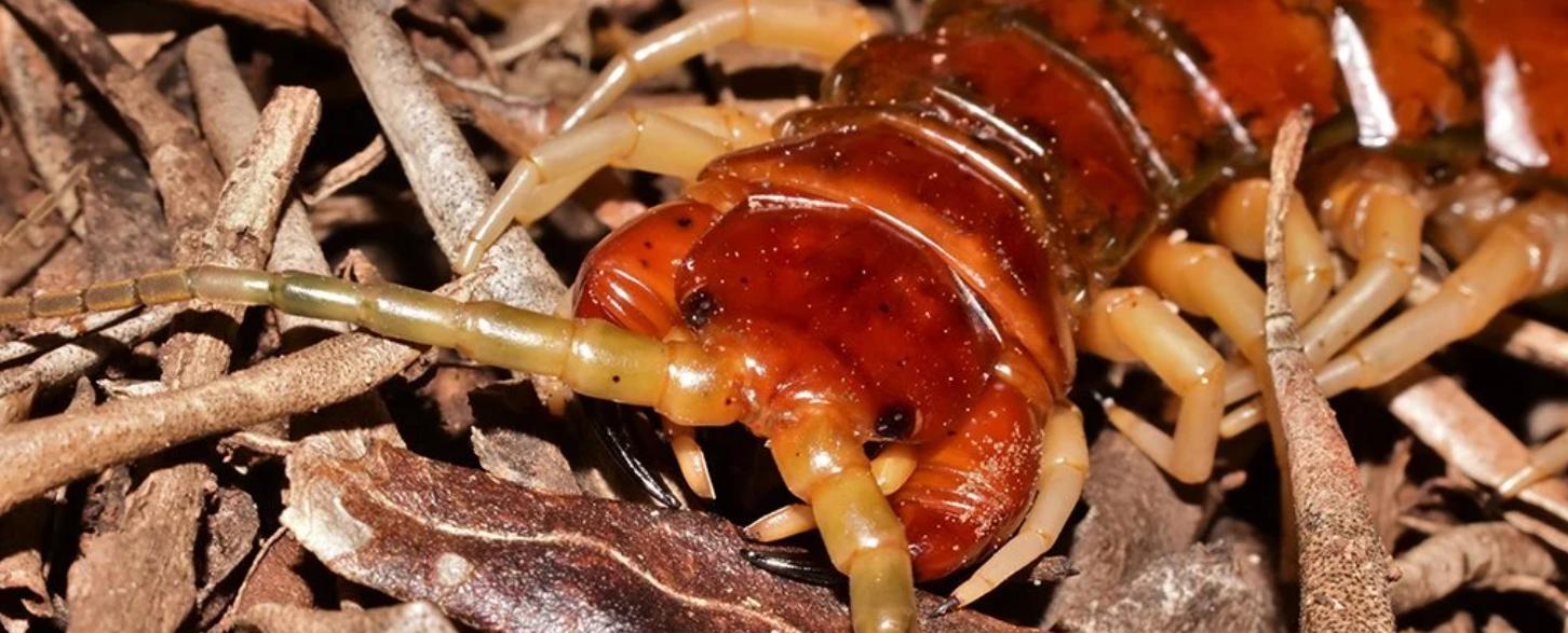 被蜈蚣虫咬一口后果有多严重,男子被蜘蛛咬后身体反应