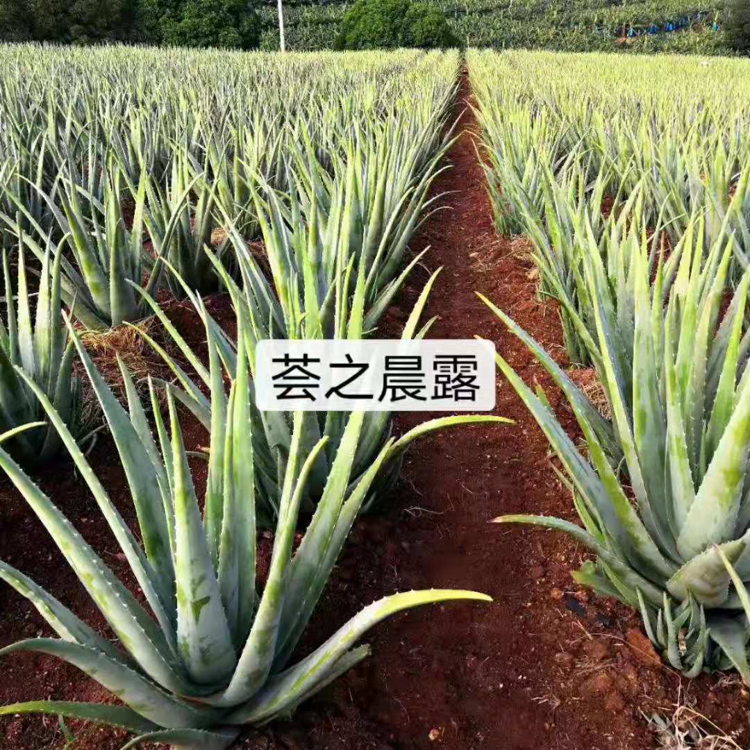 芦荟植物盆栽稀有,芦荟稀有品种老桩