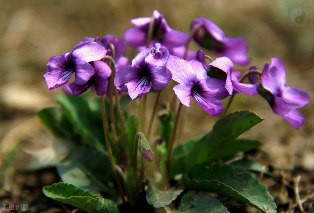 100种常见园林图鉴,列举20类不同的园林花卉