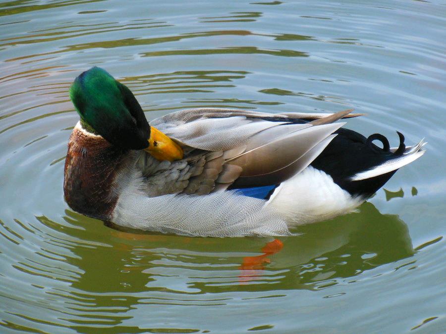 适合穷人养殖创业项目加盟,适合北方穷人养殖创业