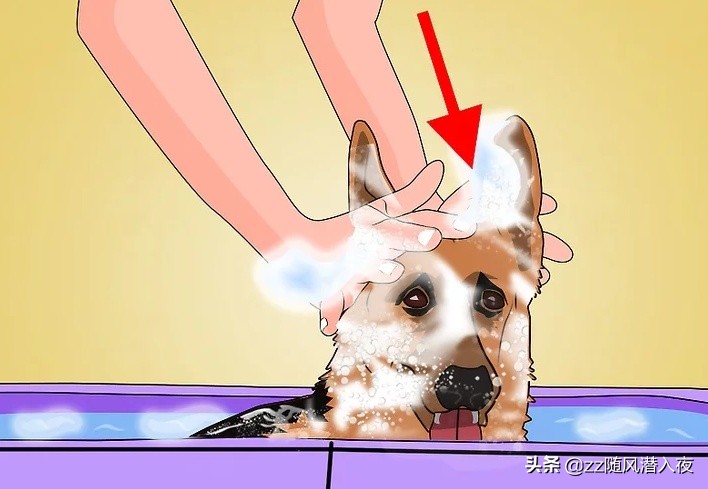 洗洁精能杀死鸡虱子吗,洗洁精可以除掉虱子吗