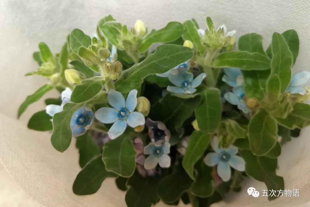 鲜切花都有哪些品牌,花卉市场买的月季不知道品种