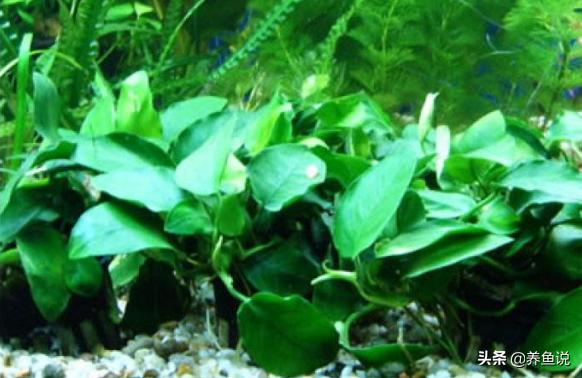 鱼缸造景用哪种水草能铺满缸底,什么水草可以做鱼缸造景