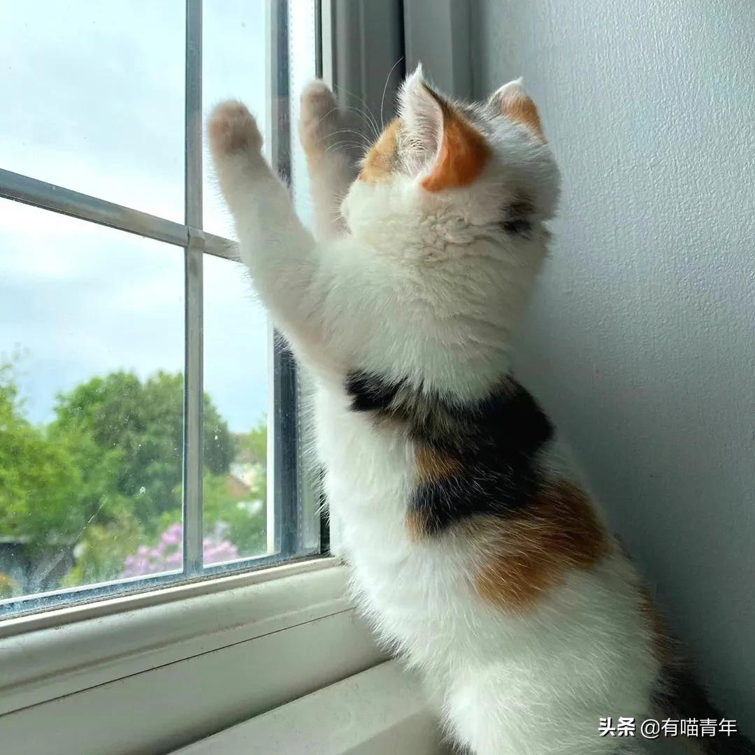 漂亮的三花猫欣赏,最迷人的三花猫