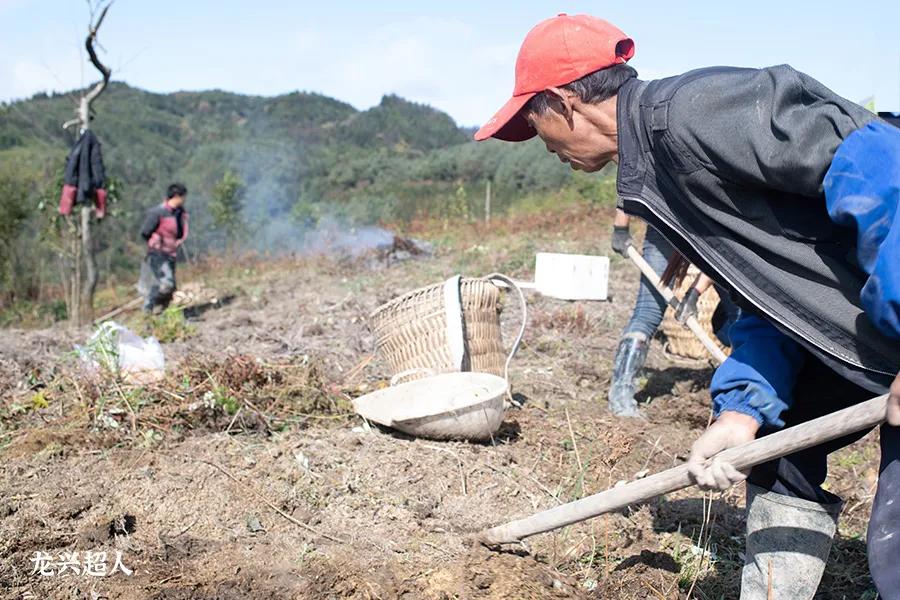达州道地药材天麻,正宗中药材天麻