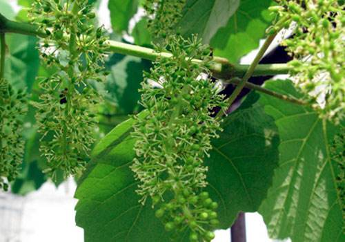 葡萄为什么落果用什么药,葡萄成熟期穗枯落果最佳解决方法