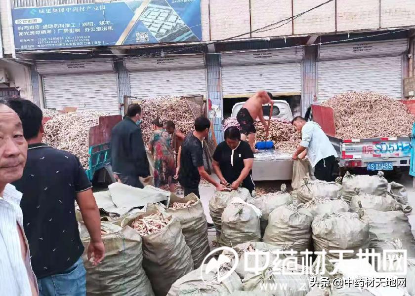 2021年白芍中药材行情分析,白芍2025年行情预测