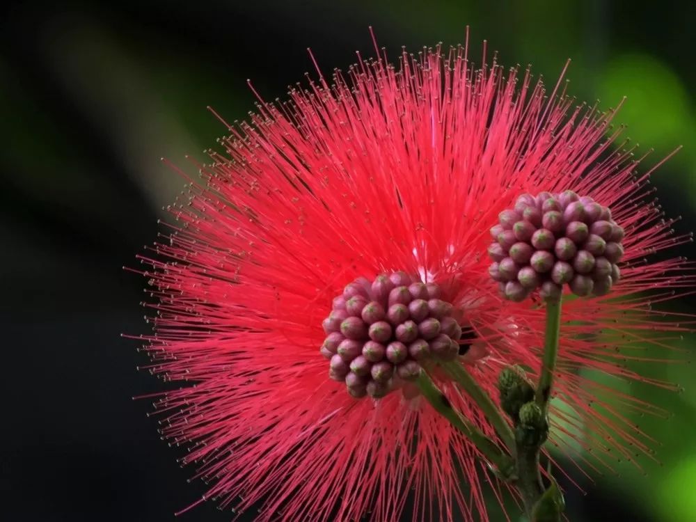 100种常见观叶植物图鉴史上最全,农村常见的100种植物