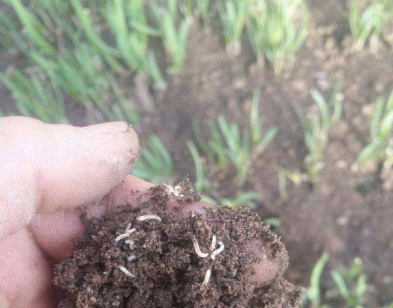 迟眼蕈蚊如何消灭,迟眼蕈蚊的发生与防治