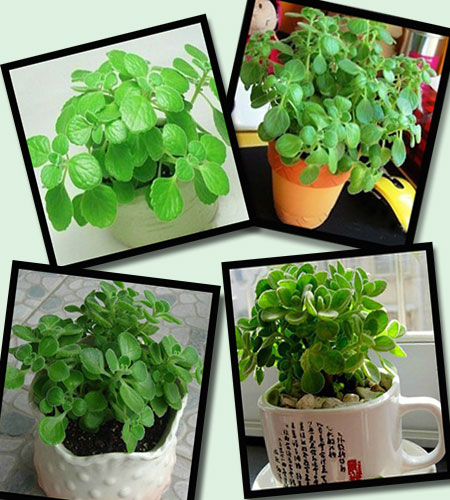 碰碰香怎么养成盆景,碰碰香怎么养才能更旺盛