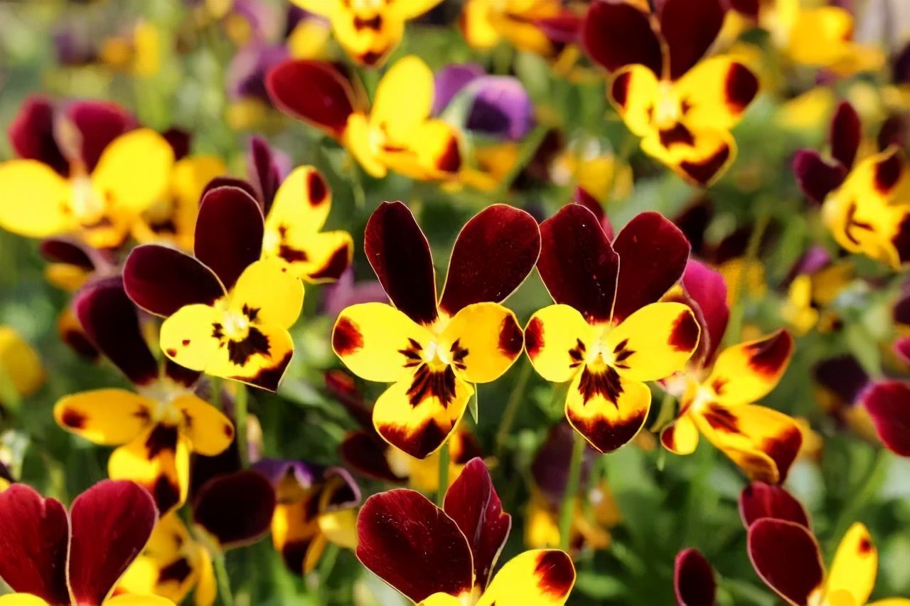 角堇和皱边角堇哪个花大,皱边角堇和穗边角堇的区别