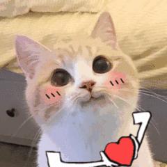 彩虹堡头条｜今天，要表白彩虹堡的头号粉丝们！