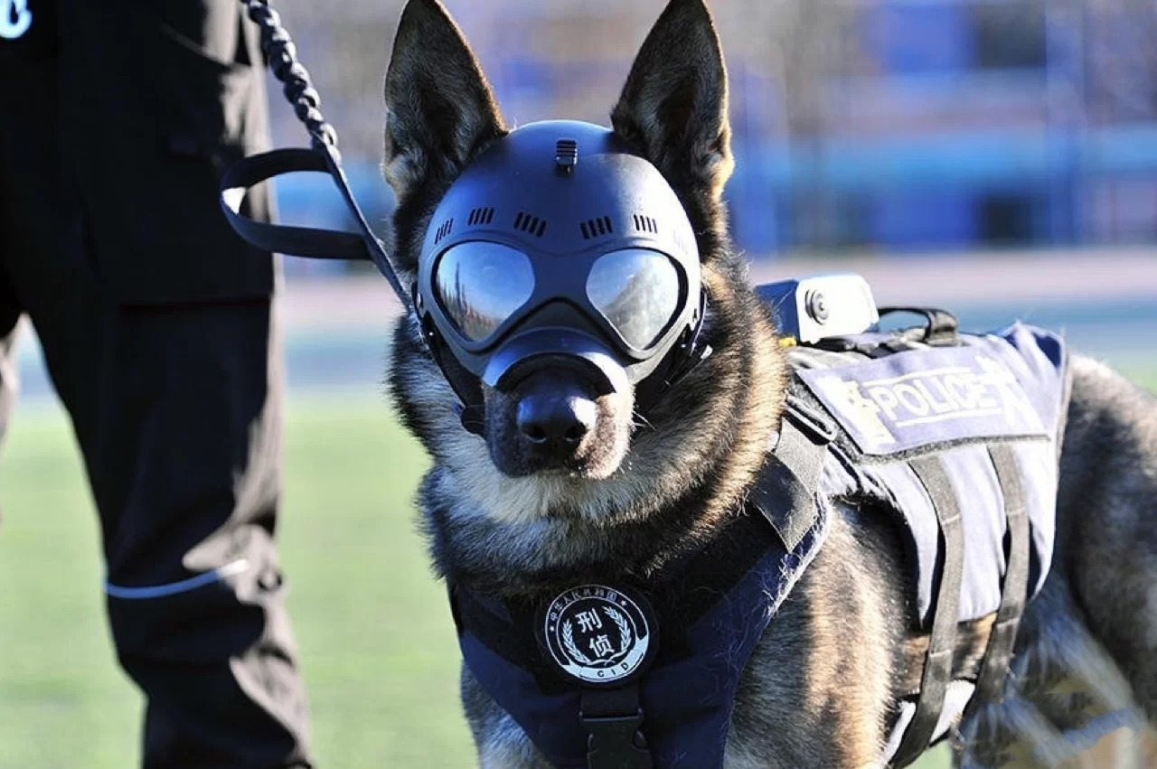 怎么判断德牧狗狗的年龄,德牧狗能活到多少岁数