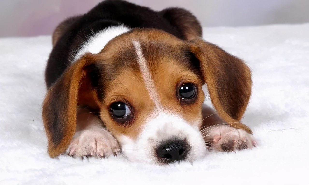 人狗寄生虫,狗狗得寄生虫病去医院治要多少钱