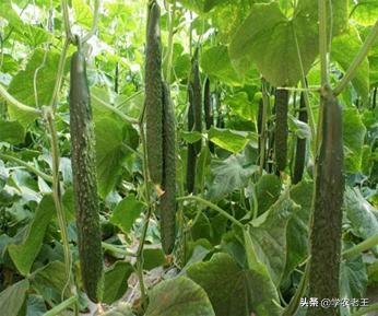 黄瓜萎蔫根量少是主因,黄瓜秧萎蔫怎么办