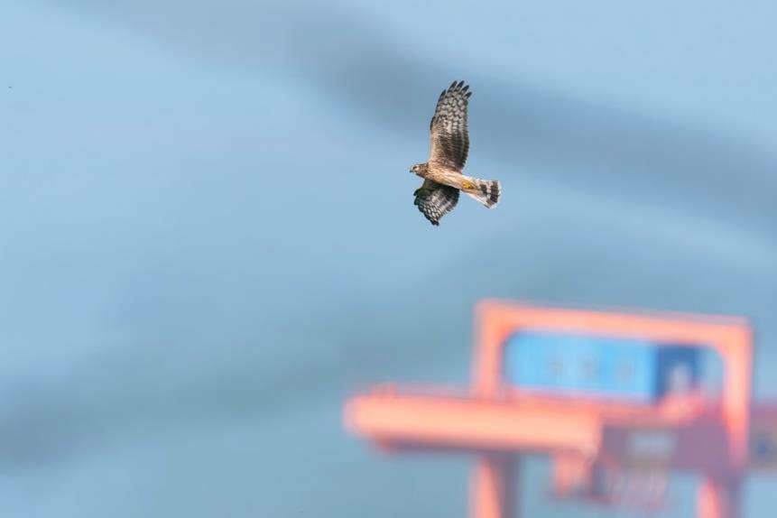 索尼alpha6000使用方法,索尼alpha6000使用技巧