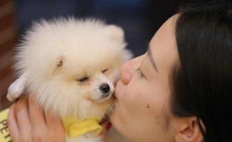 博美狗狗舔主人的手是什么意思,博美舔人表示什么