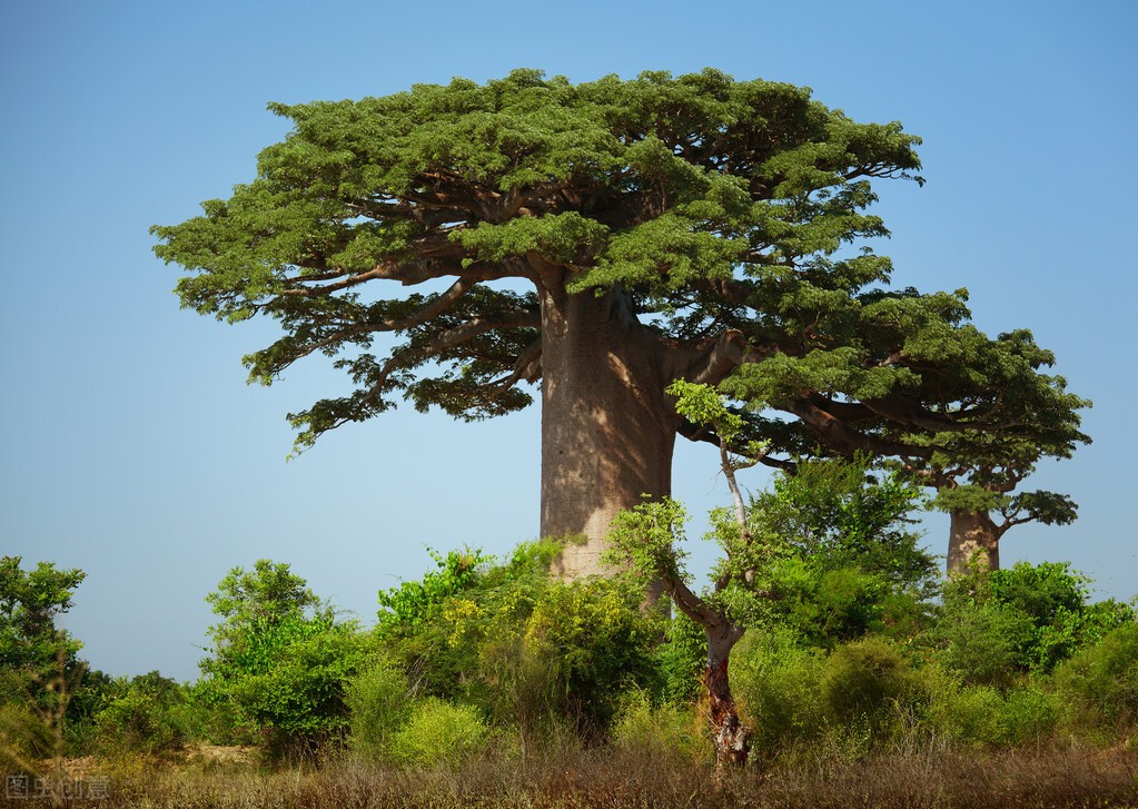 南非知识科普,南非的冷知识视频