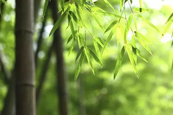 学讲话·品典故|重温习*平近**总书记在*会两**上引用的典故