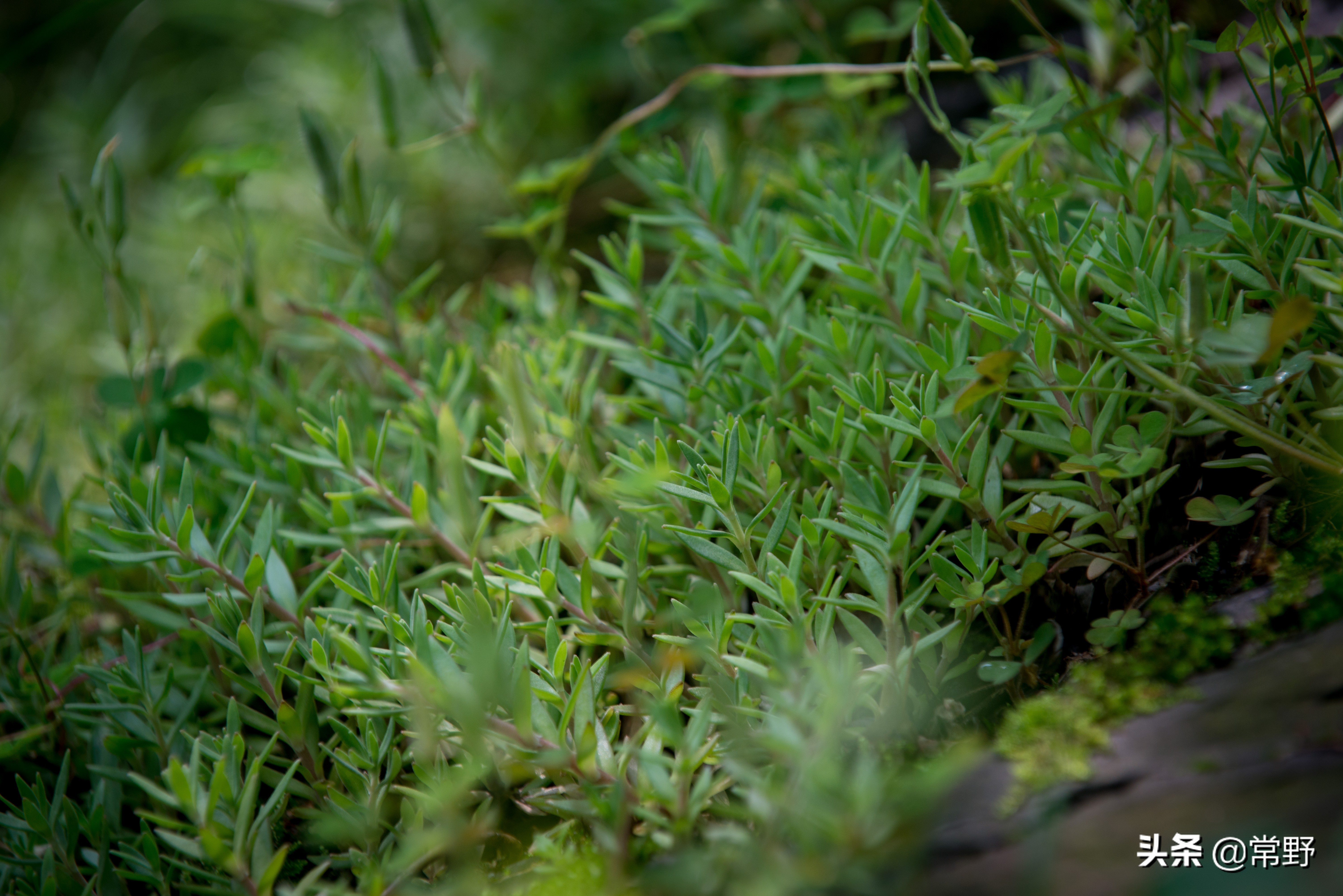 长沙谷山为什么叫谷山,长沙郊野公园