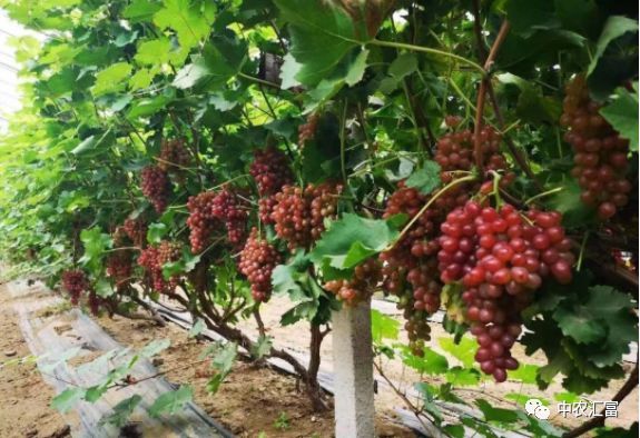冰葡萄种植致富视频,冬葡萄致富新项目