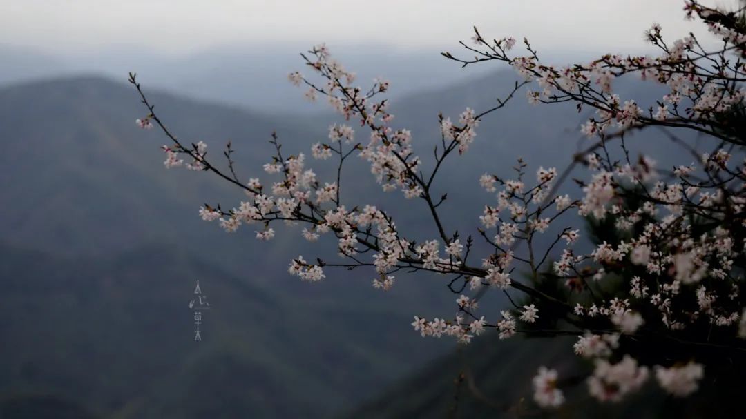 四明山龙观山,四明山国家森林公园樱花
