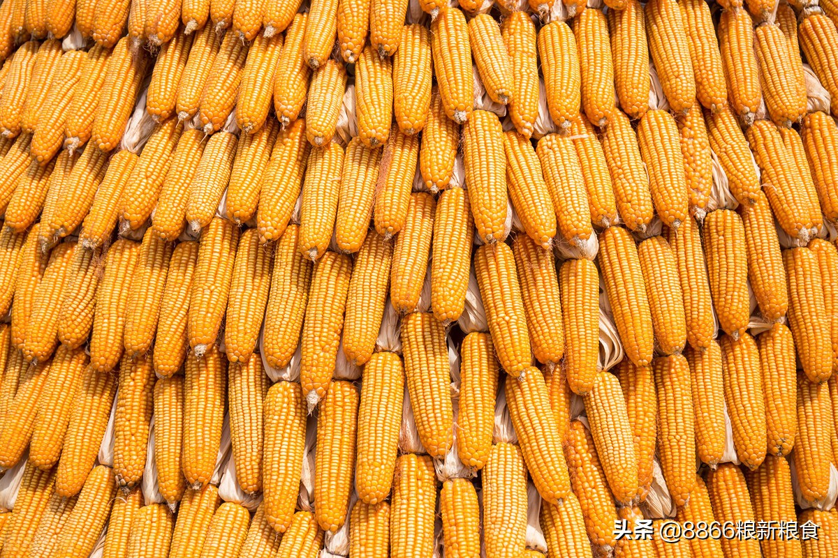 山东玉米涨北方玉米跌期货会涨么,玉米后市易跌难涨