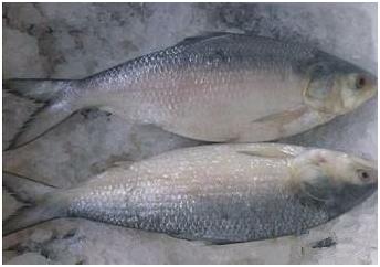 看图识海鲜，这些水产海鲜你都认识吗？