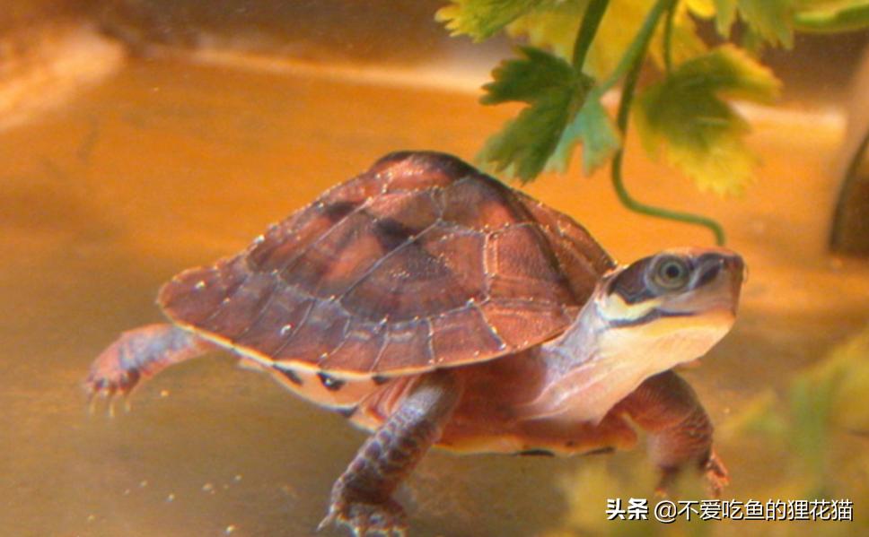 珍稀金钱龟,金钱龟的真实来历