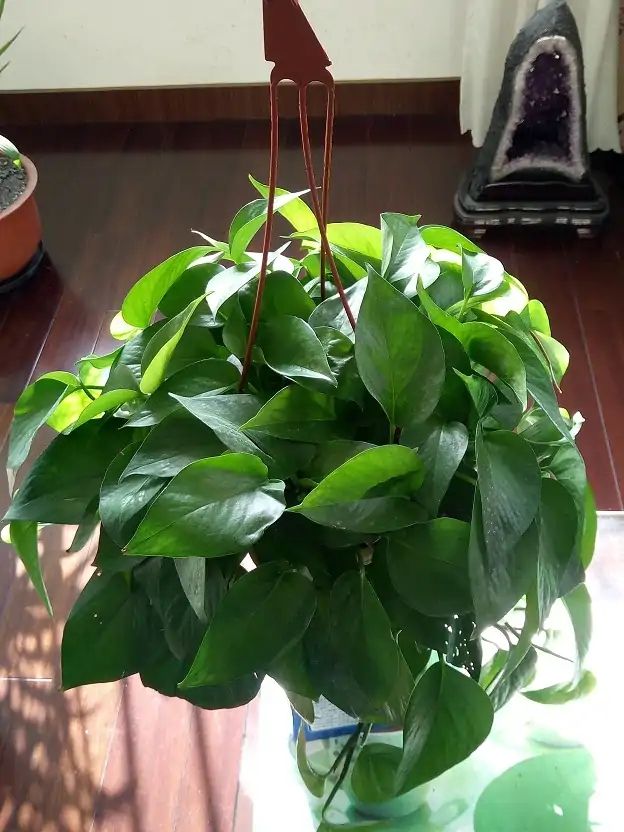 十大最好养的绿萝花,九种养不死的花