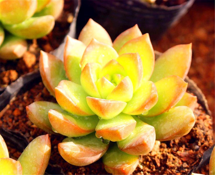 多肉黄丽的养殖方法和技巧视频,多肉黄丽的养殖方法和技巧