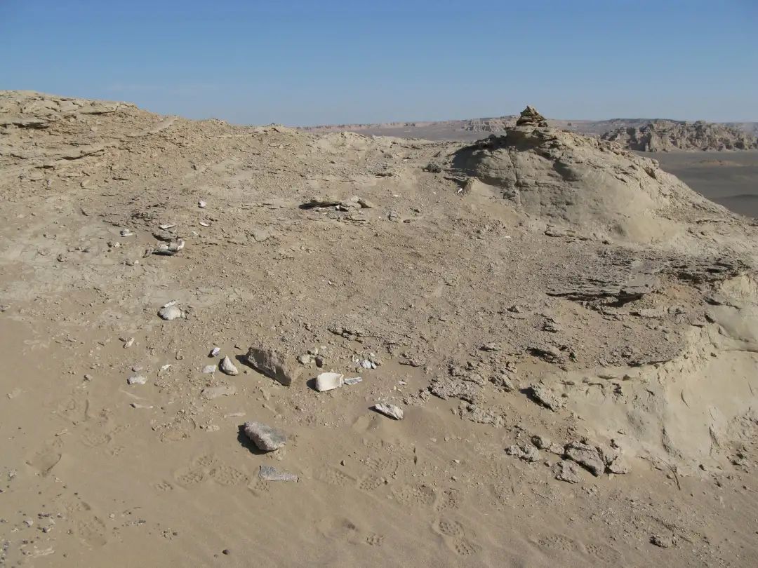 我国发现白垩纪恐龙,中国最先发现的恐龙新物种