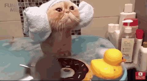 在家冬季给猫咪洗澡要注意什么,北方冬天猫咪洗澡