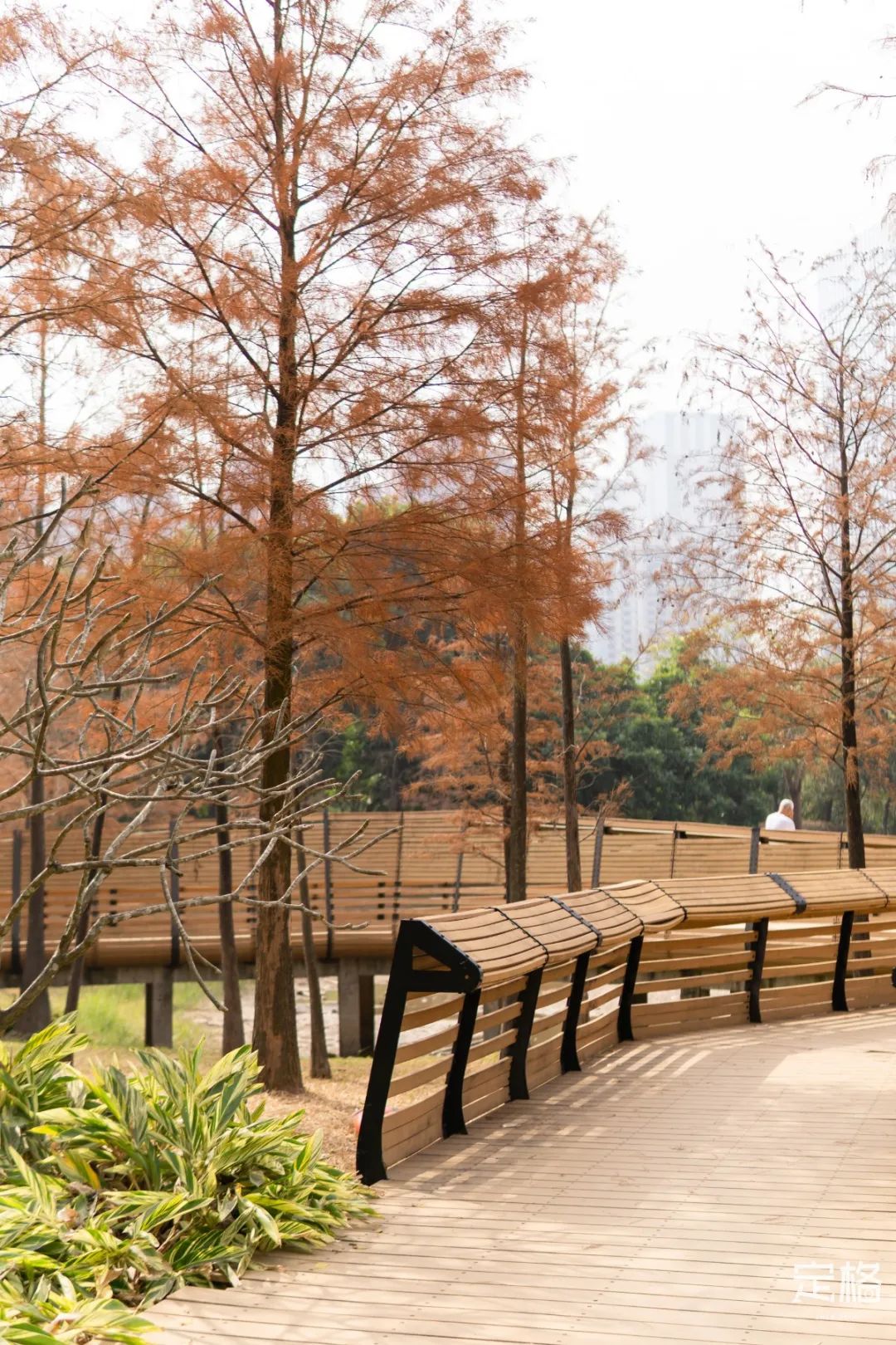 莲花山为啥一夜就火了,莲花山景区