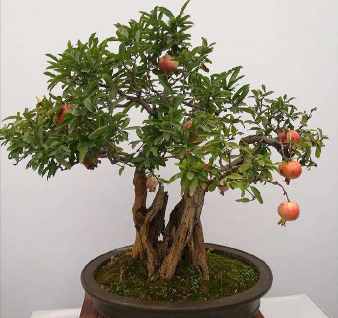石榴盆景都是嫁接的吗,盆景石榴嫁接的好还是原生的好