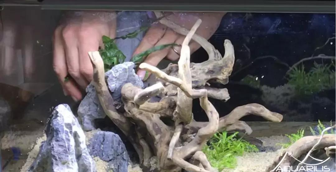 草缸造景教程：这个缸居然能装下一头“犀牛”？