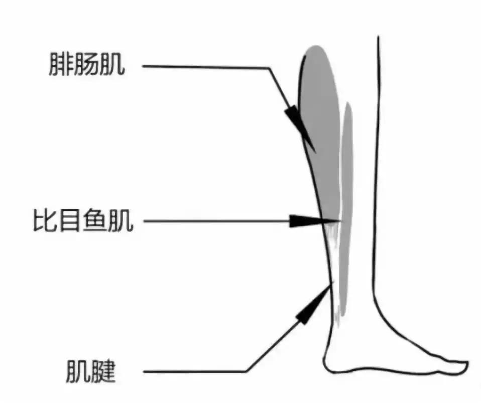 小腿粗怎么瘦下来最快最有效,小腿粗如何迅速变细腿