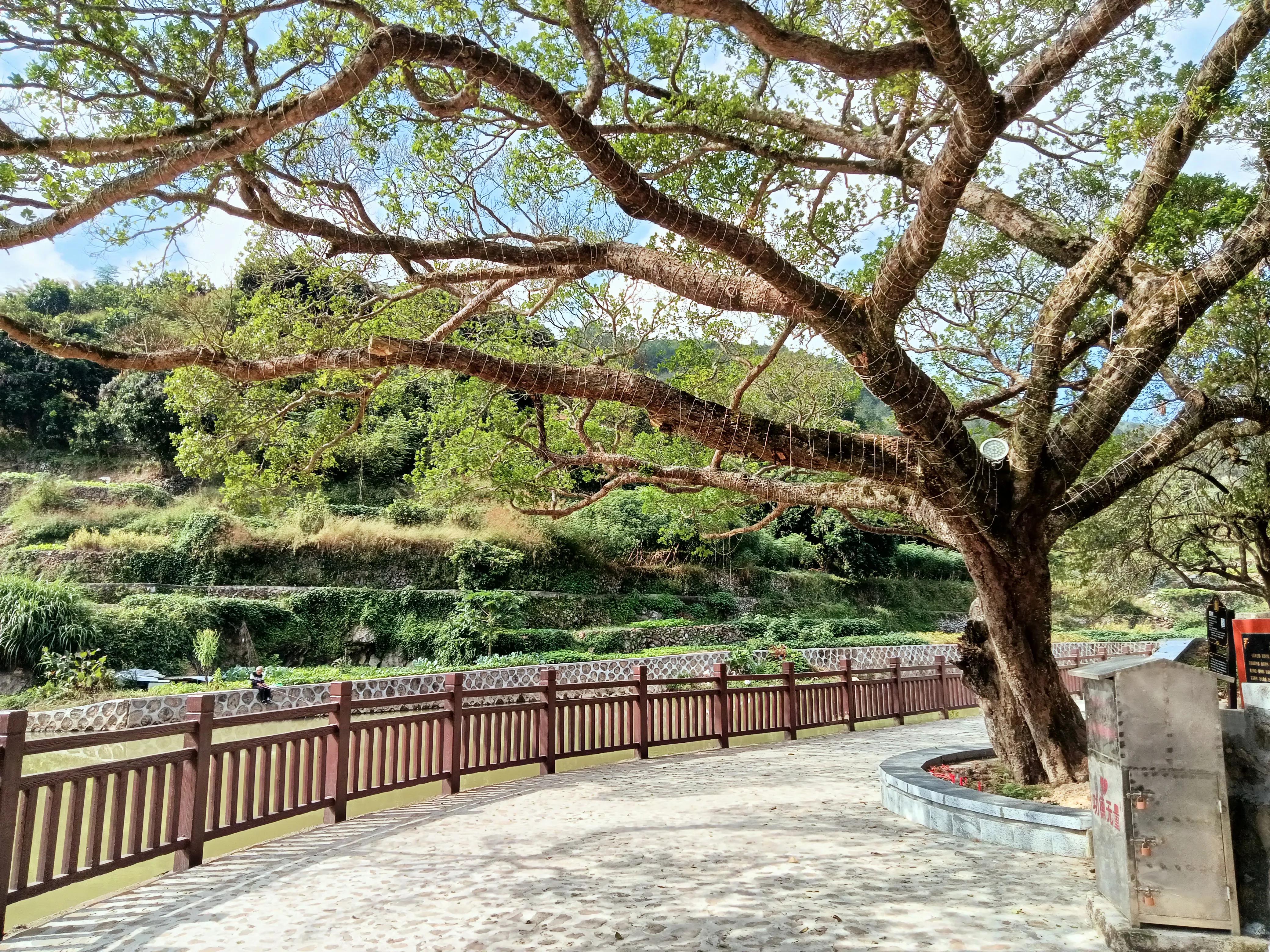 饶平三饶四方塘老榕树在哪里,榕树爷爷是合唱还是独唱