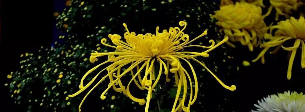 菊花写生儿童画好看又简单,秋菊怎么画漂亮又简单幼儿园