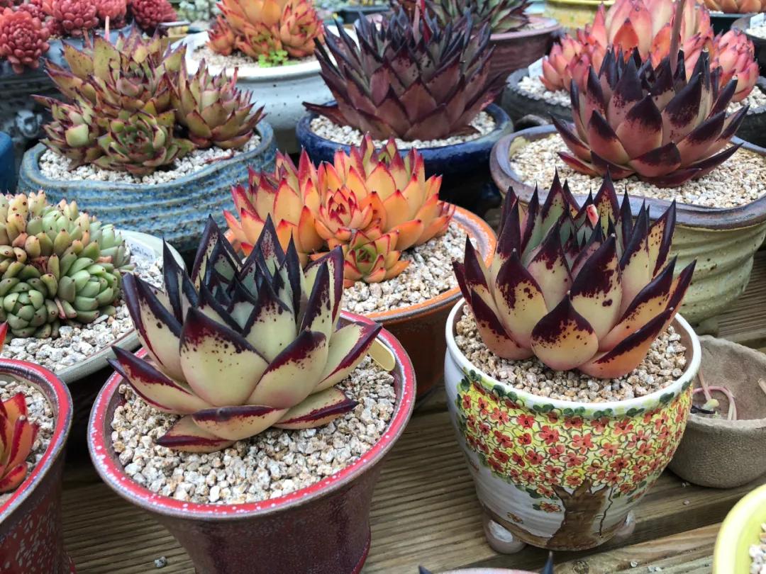 一棵多肉直播间,一元一棵多肉直播间