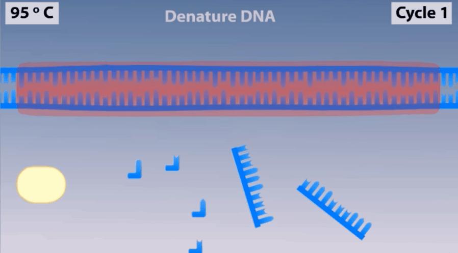 新型冠状病毒pcr检测操作规程,冠状病毒核酸检测pcr试剂