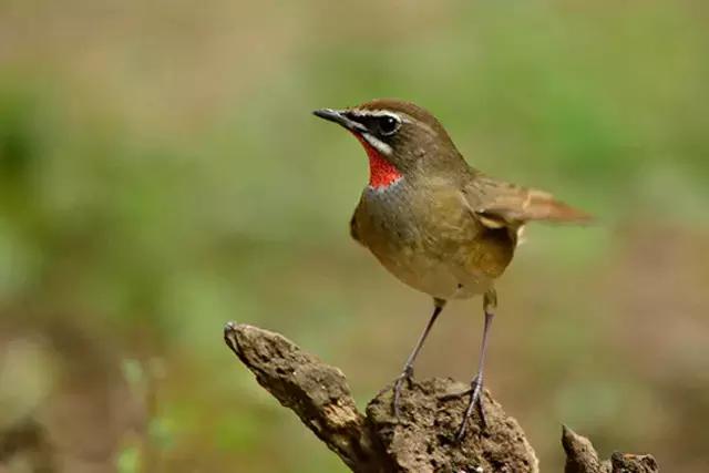 如何让靛颏自己洗澡,怎样才能让靛颏驯服