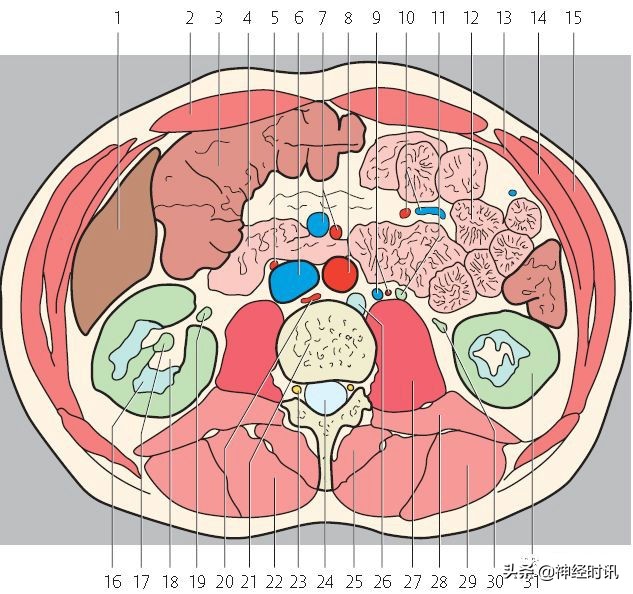 肾脏输尿管膀胱前列腺结构,肾输尿管膀胱解剖示意图