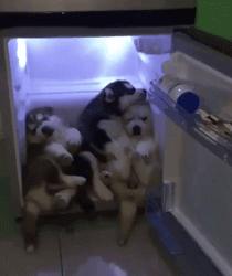 狗狗绝育vs不绝育差别还是很大的,狗狗应该绝育么