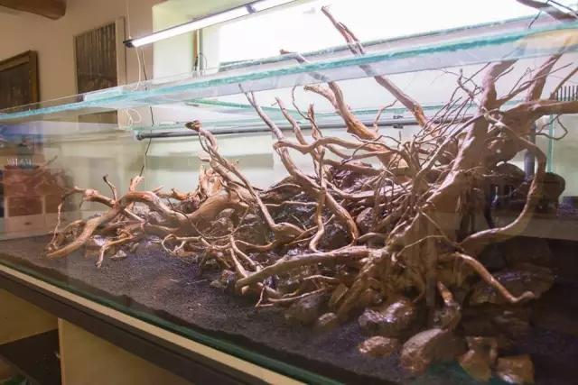 本色水景水草造景培训,本色水景水草培训