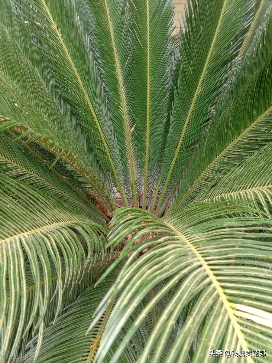 铁树叶子发黄什么原因呢,铁树叶子发黄的原因以及解决方法